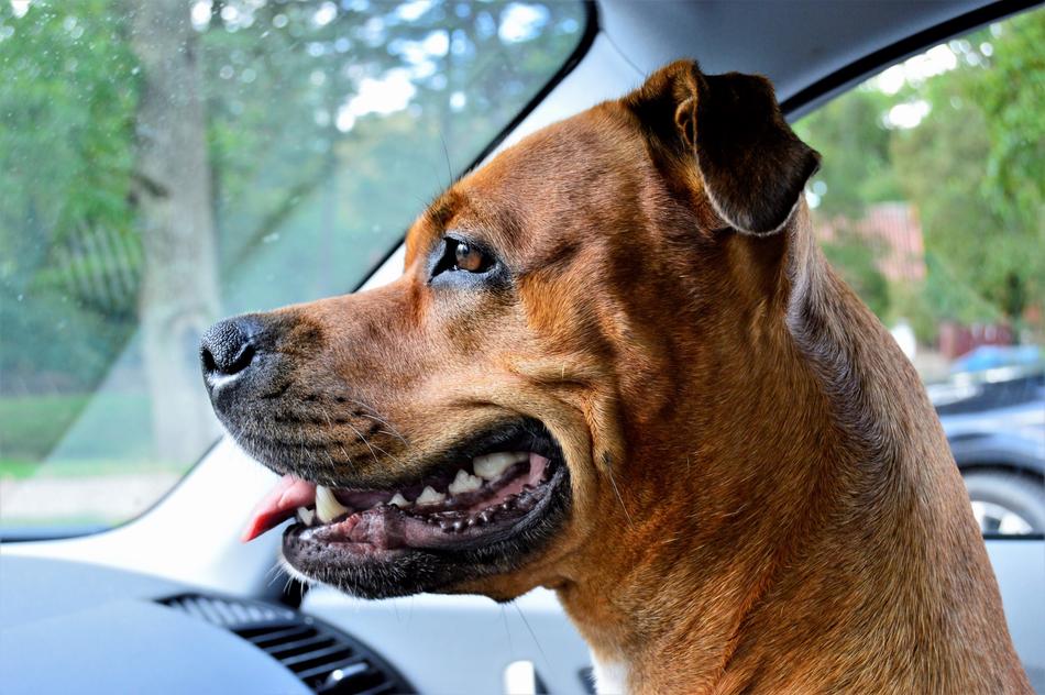 brown dog sitting in the car