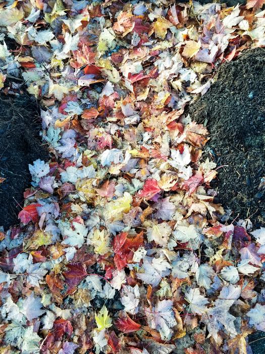 leaves on the ground in the forest