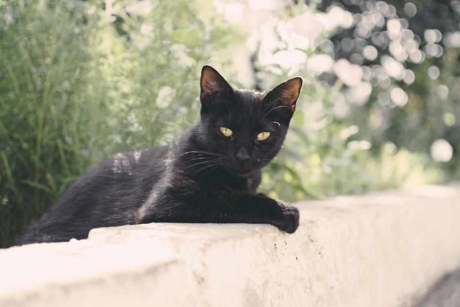 black Cat in park
