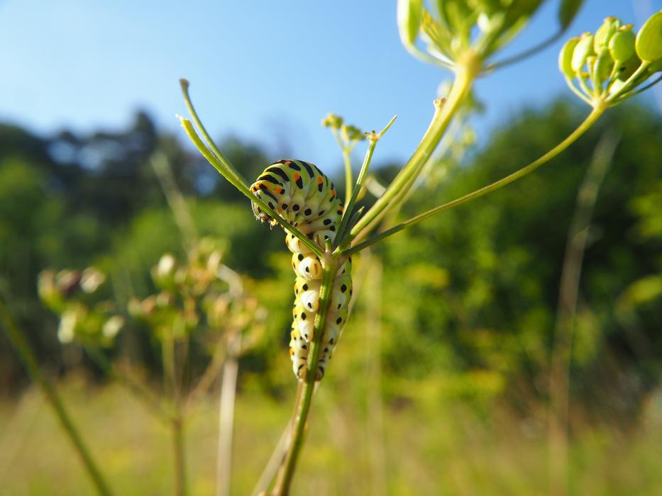 big beautiful caterpillar