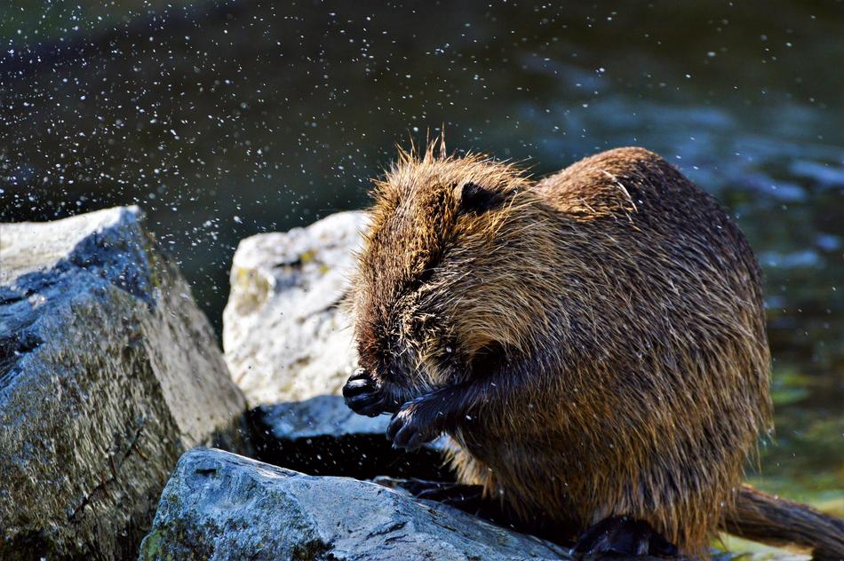 Nutria Rodent Water Rat Species Of