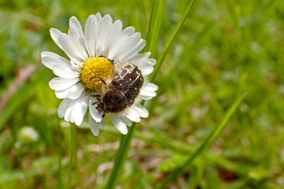a gorgeous daisy with a beetle on the grass in the field.