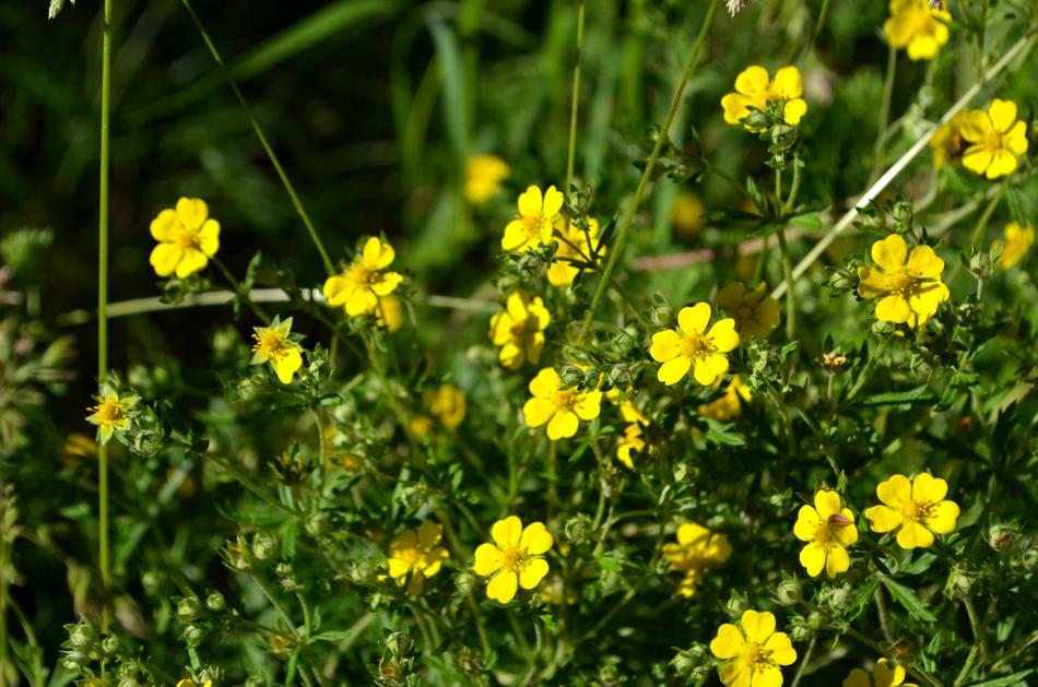 Flowers Nature Summer
