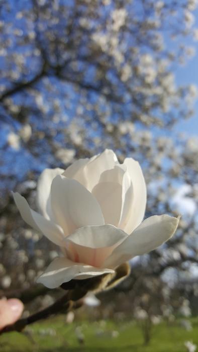 white flower on a branch