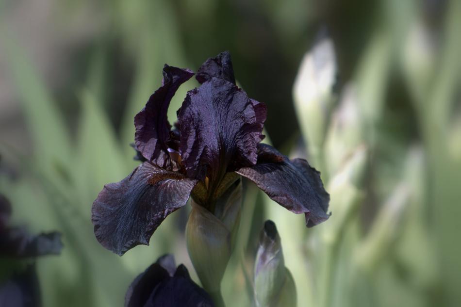 black flower in the grass