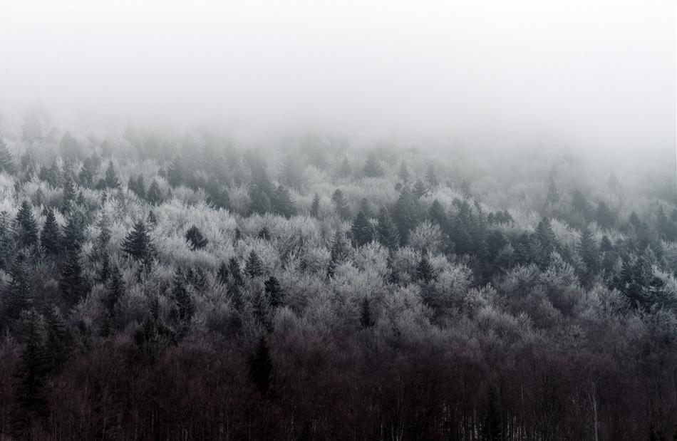 Nature Landscape Woods