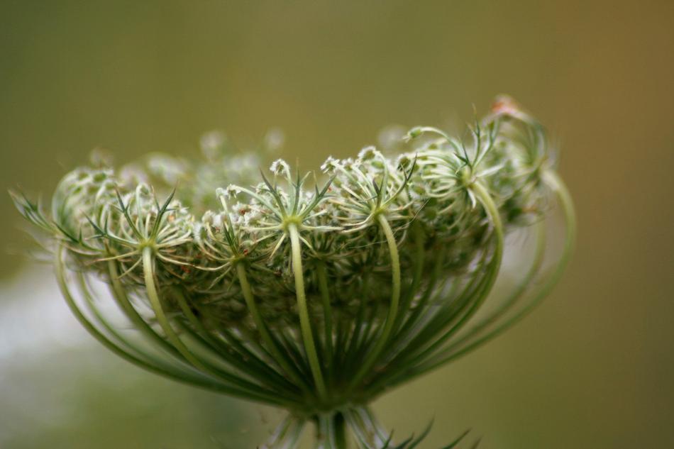 Plant Weed Parsley