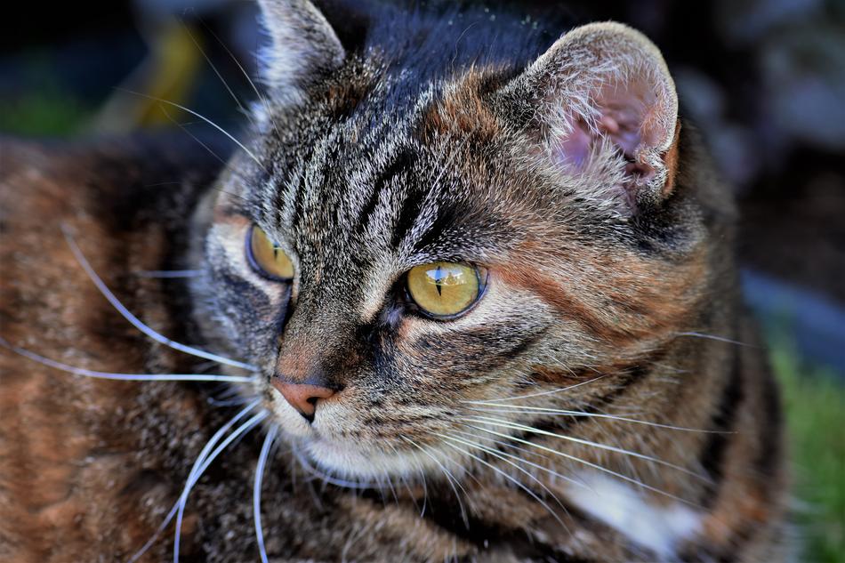 Cat Animal White