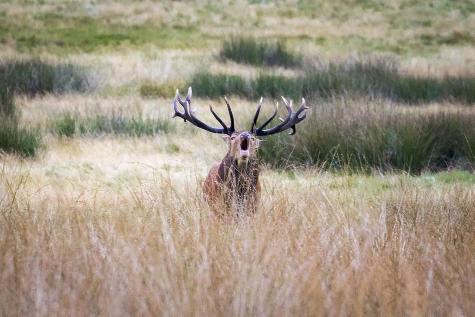beautiful elk in the field