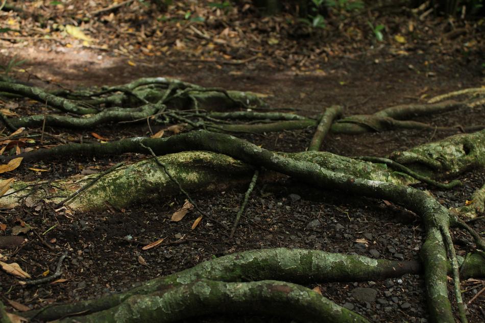 Trees Roots Nature Tree With