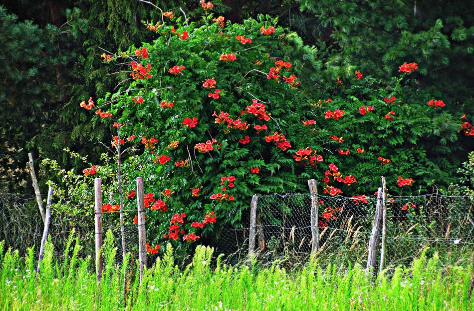 Tree Bush Flowering