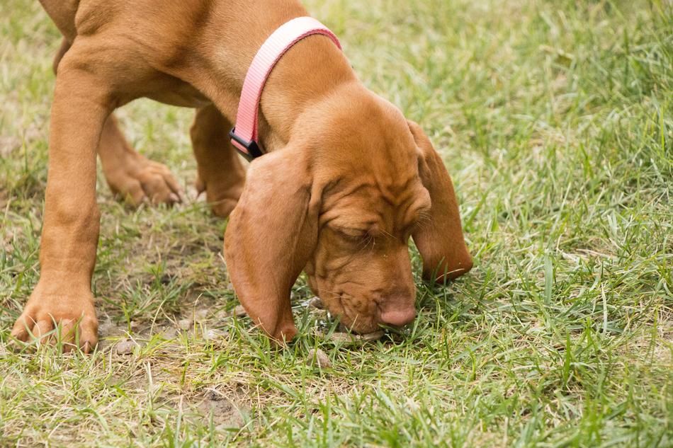 The dog Stanvengersky VizsVizsla