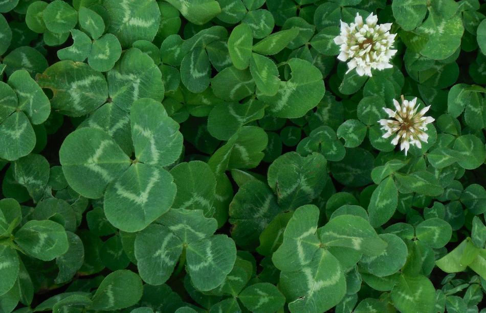 white wildflowers in the swamp