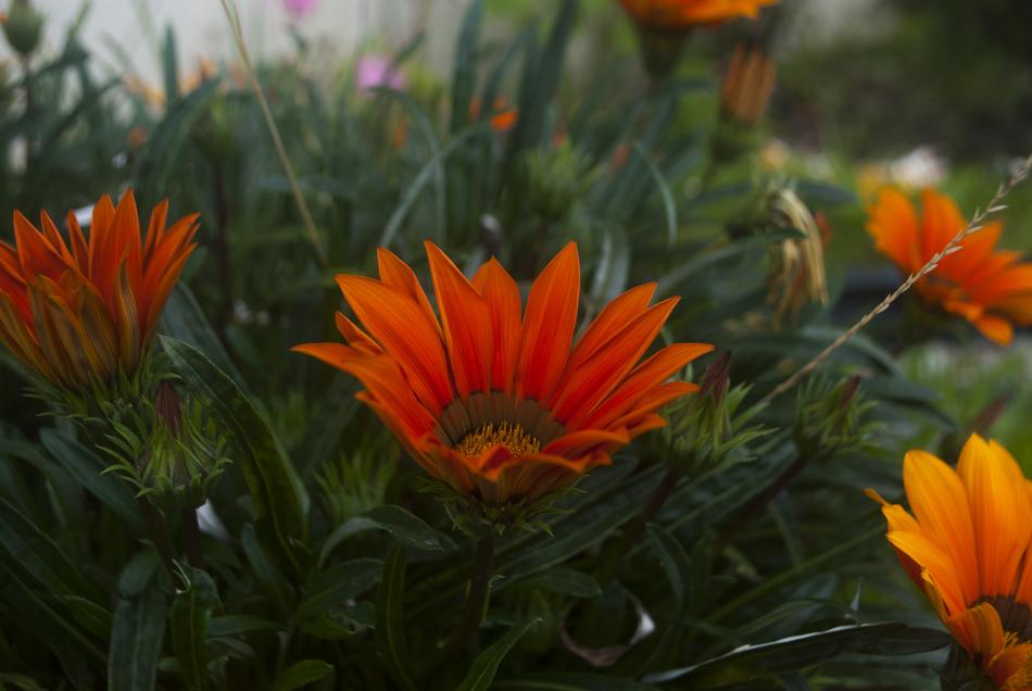 red grass flowers