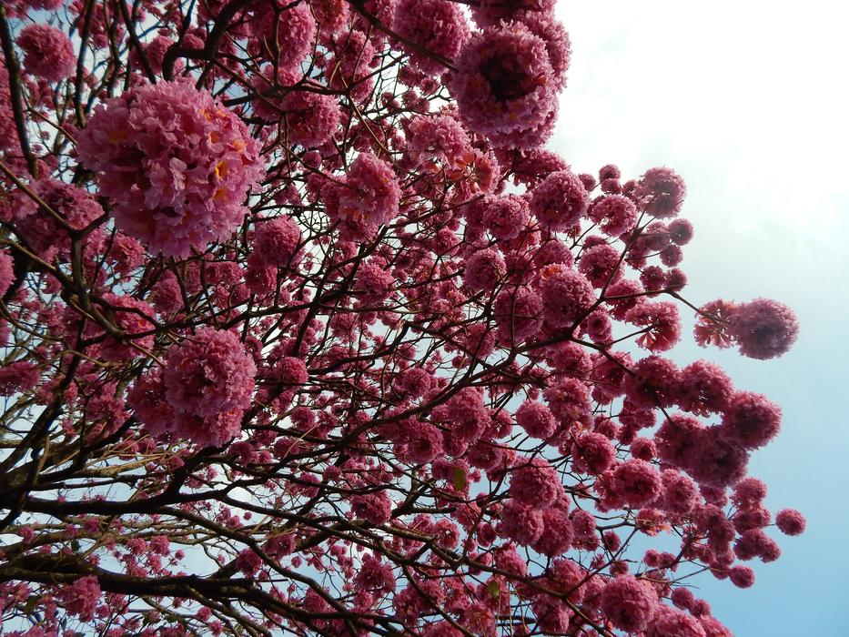 beautiful flowers in the blue sky