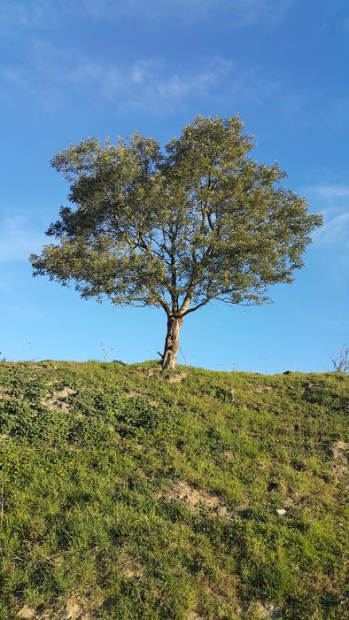 lonely tree upstairs