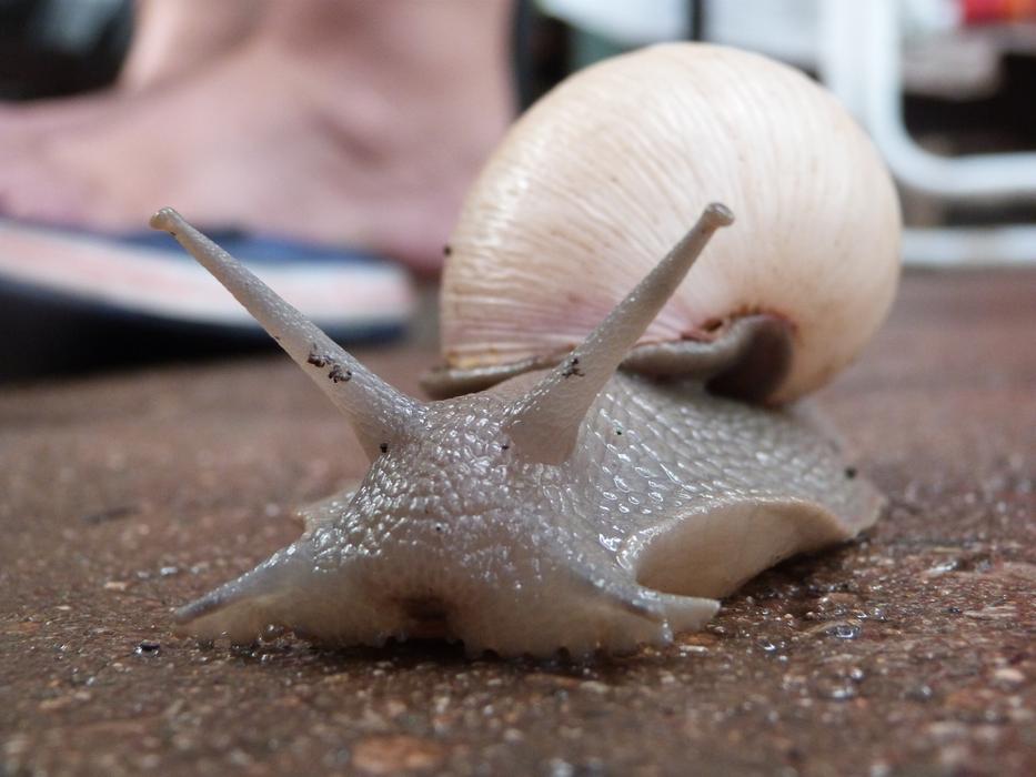 Snail Animal Urban