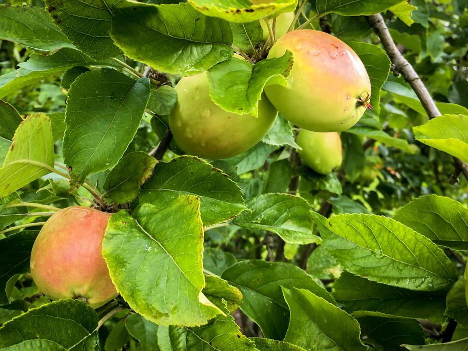 ripe fruit on a tree