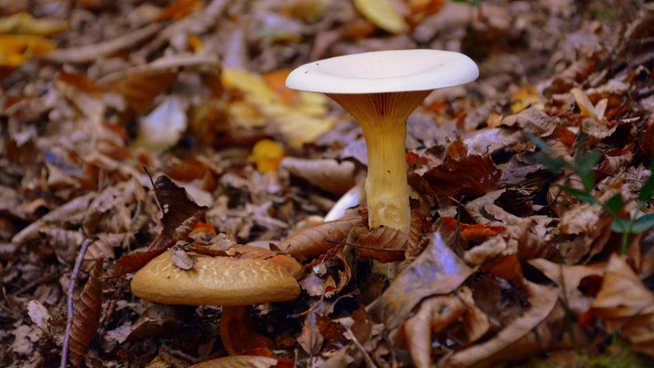 chanterelle mushroom in the autumn forest