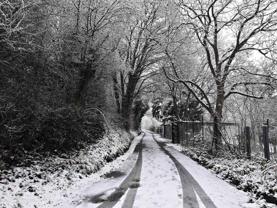 winter forest with road