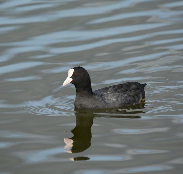 Coot Swimming Paddling