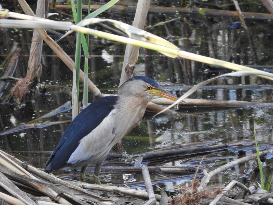 Bird Little Bittern