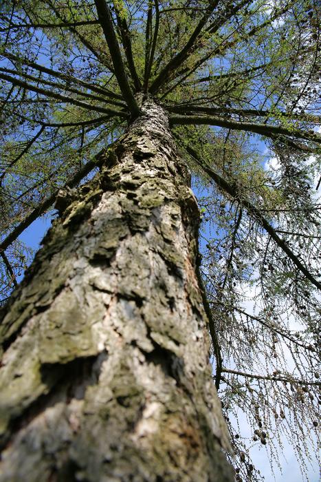 tall tree bottom view