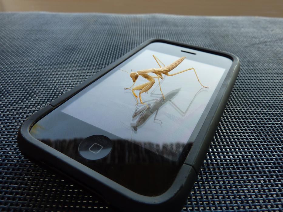 Iphone Mantis Insect
