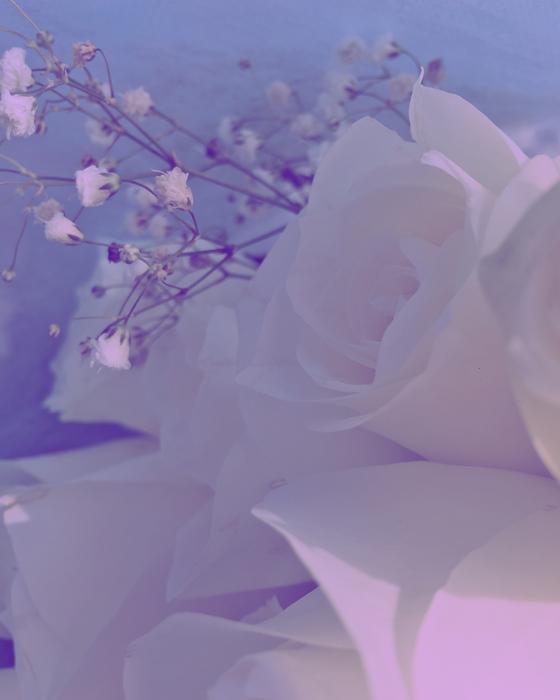 Roses Flower Floral