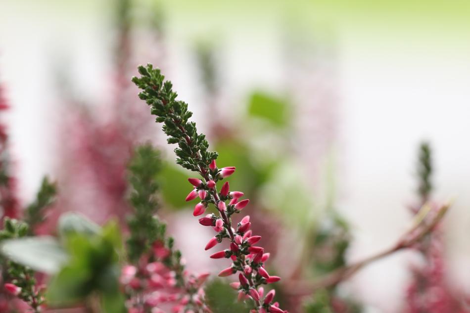 long flower with buds