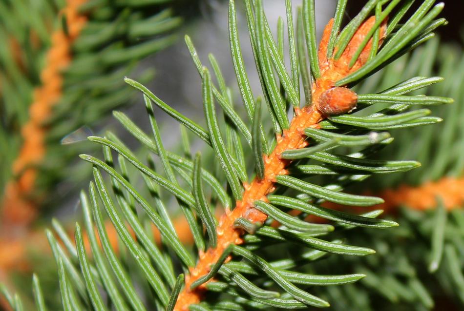 Spruce Tree Plants Evergreen free image download