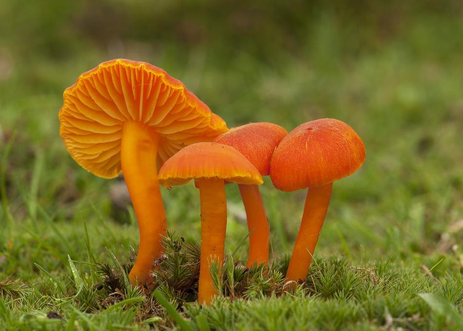 Fungus Mushroom Fall