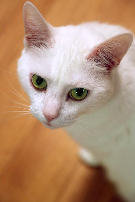 Cute Cat Animal