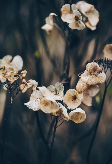 Dry Flower Plant