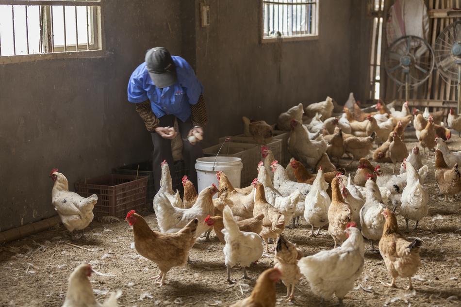 Poultry Birds on Livestock