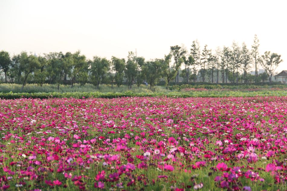 flower gorgeous field