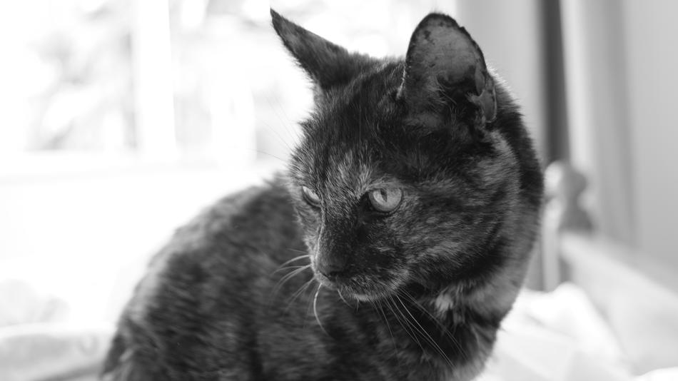 Cat Animal Kitten