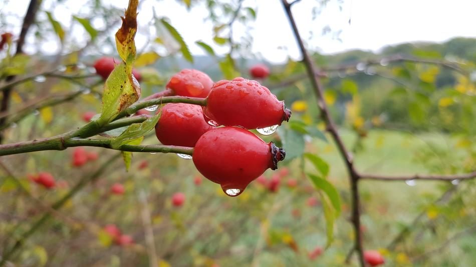 Rose Hip Drop Of Water Raindrop