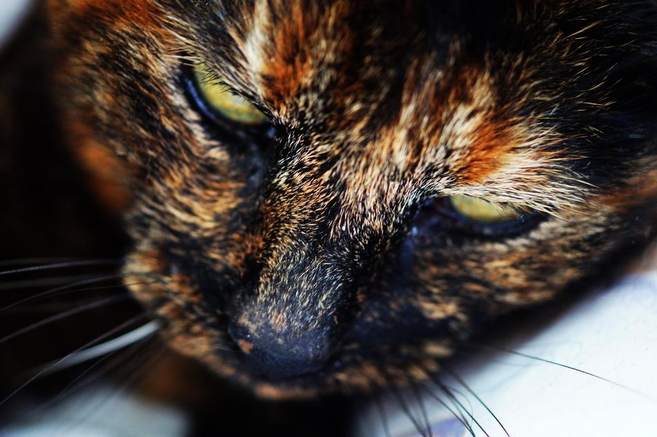 Cat Animal Kitten
