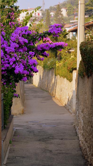 purple flowers outside