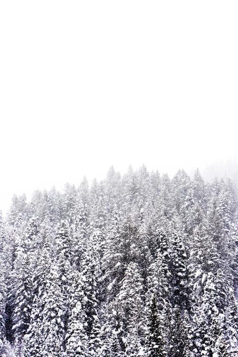snowy trees top view