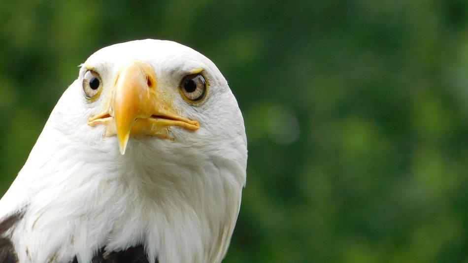 eagle looking at the camera