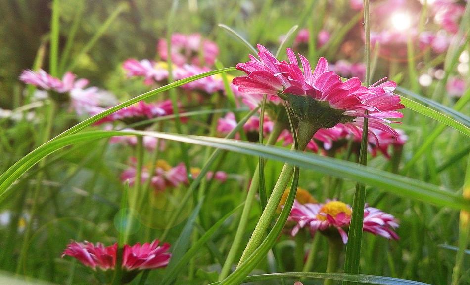 flowers in the grass