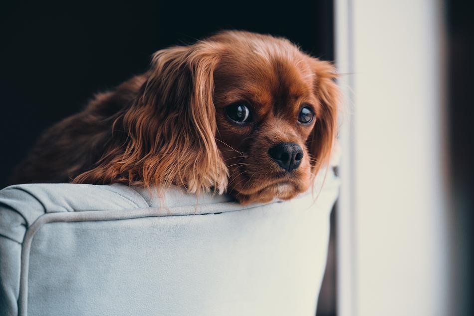 Puppy Animal Dog