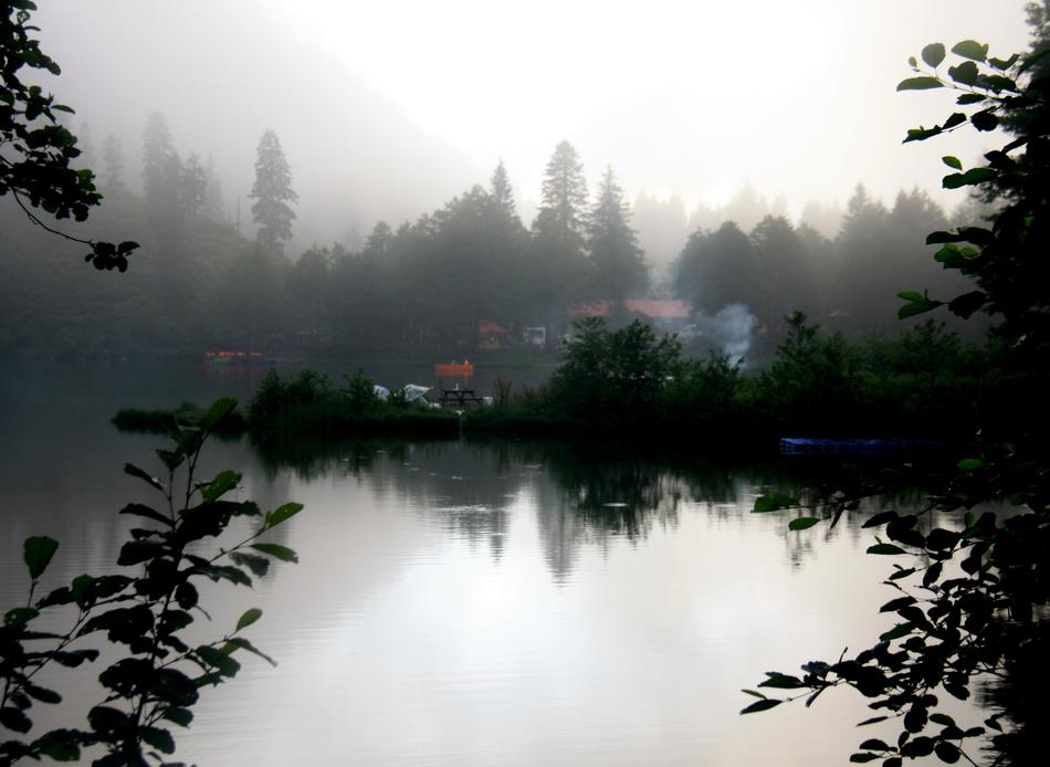 a lake with bushes by the house