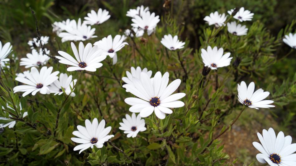 Flower Flora Nature