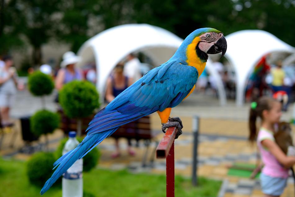 Bird Parrot Multi