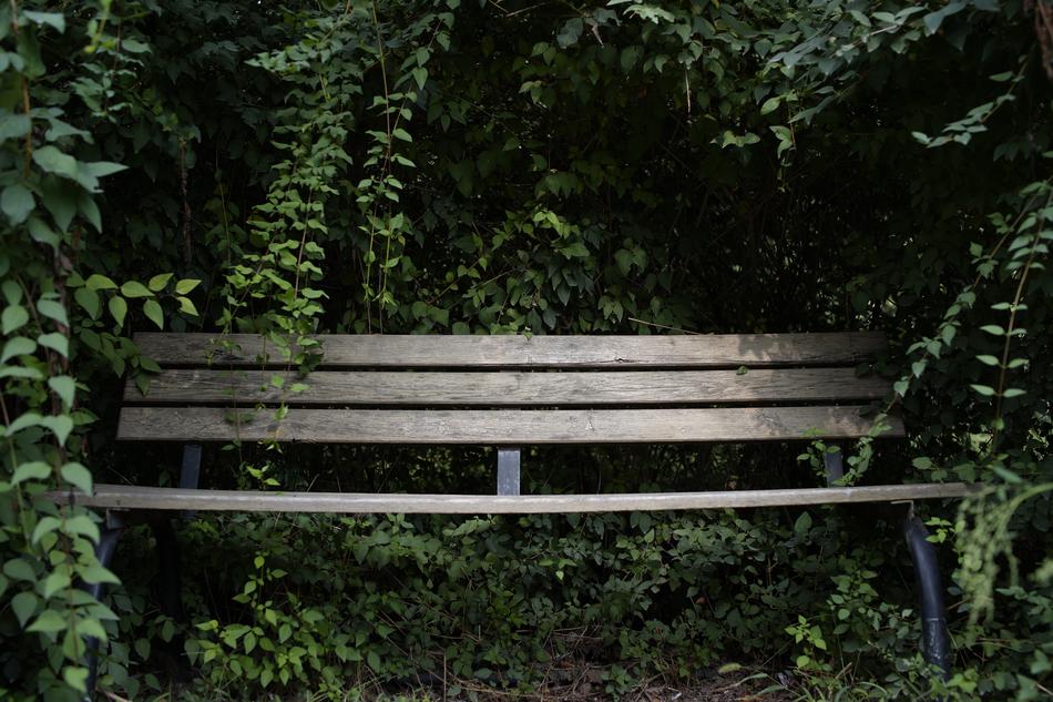 bench in green trees