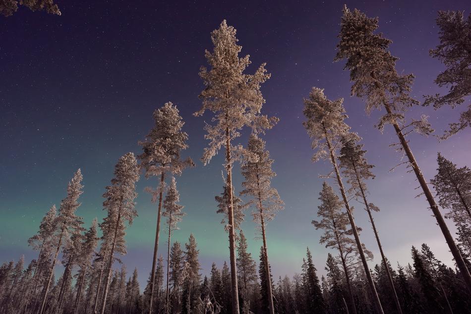 Aurora Sky Trees