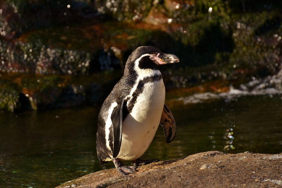 black and white penguin on the shore of a pond in tierpark hellabrunn